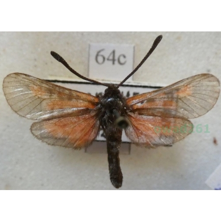 Zygaena nevadensis gallica Oberthür, 1898 France64c